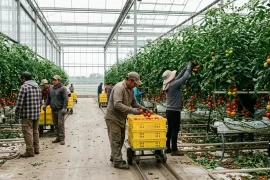 Trabajadores agrícolas mexicanos cosechando jitomates dentro de un invernadero en Ontario